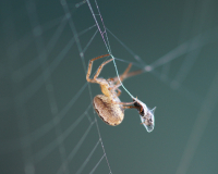 Макрошаурма)