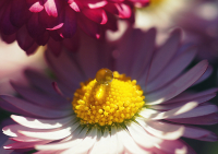 фото для релаксации