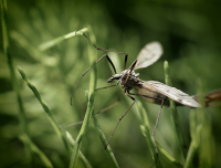 Какой-то кракозябр