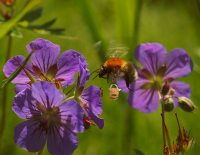 За медком с утреца