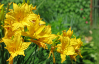 Говорят CANON желтит ...