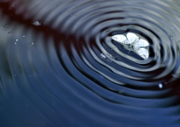 sos крыльями по воде