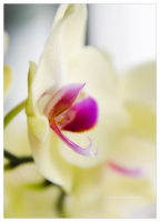 Королевский взгляд