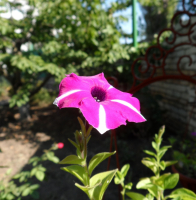 краски лета