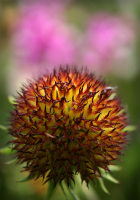 с протуберанцами