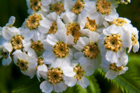 Дюймовочкины ромашки