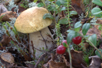 Знакомьтесь:Царь