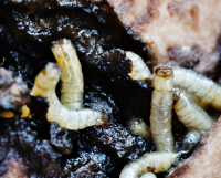 весёлый червячок