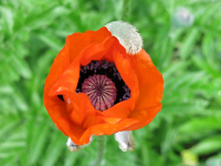 Огненный мак