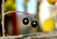 Макро жители