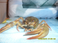 моя летняя закуска )