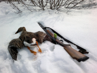 Весенняя охота 2014, начало.