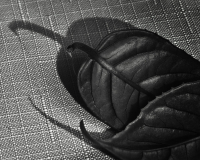 По прожилкам лиственной руки...