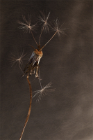 Частичка высохшего лета...