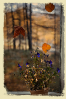 А за окном рыдает снова осень