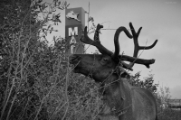 Живой символ.