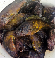 ...кому рыбки? (групповой портрет)