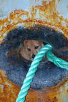 Солёный пёс