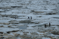 Опасные игры и расплата