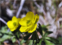 Маленькое солнце