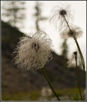 Непричёсанный