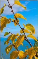 "...та кроткая улыбка увяданья..."