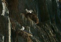 Гнездилище