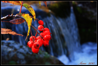 речная ягода