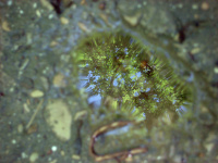 Целый мир в одной капле