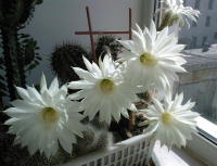 Цветок кактуса