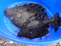 Рыба. "Камбала".