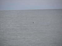 Местный браконьер