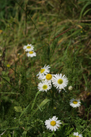 раз ромашка, два ромашка....