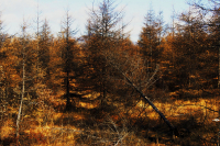 осенний лес