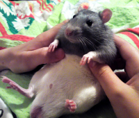 Почти плюшевый, легкомнущийся ПЛЮС