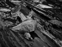 черно-белое настроение