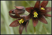 Рябчик камчатский