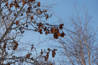 В ожидании весны