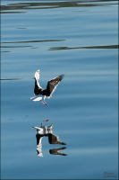 Свет мой, зеркальце, скажи...