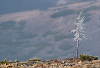 о заморозках....