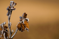 о заморозках...