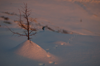 по лисьим тропам...