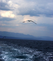 порхая в небе...