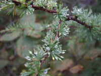 колымская роса