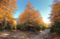 Золотая осень (1)