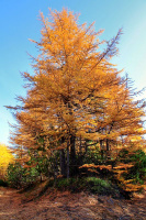 Золотая осень (2)