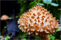 гриб стиляга :)