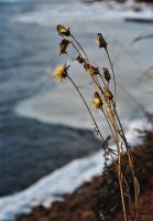 Под холодным взглядом зимы