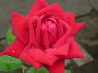 Утренняя роса