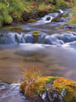 Ртутные реки - мховые берега